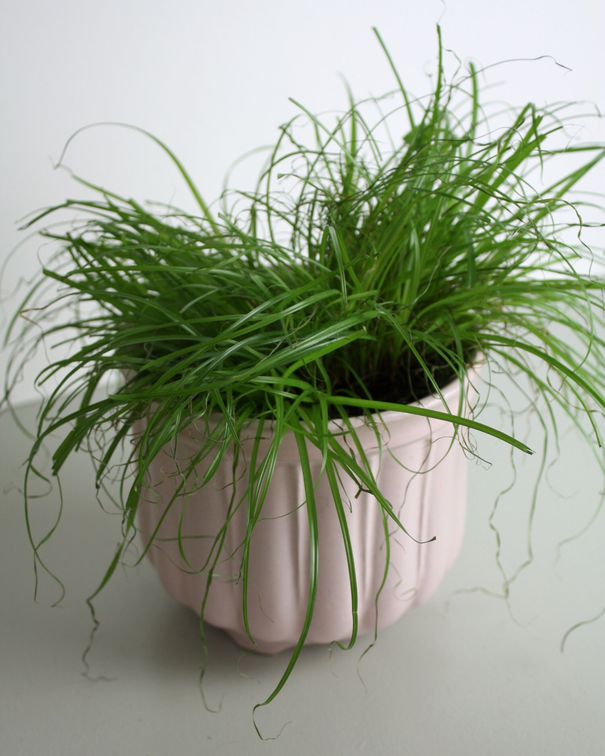 Pink glazed ceramic pot cover