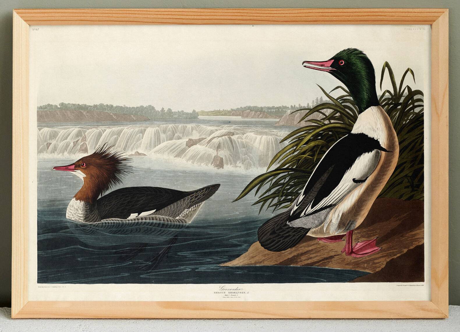 Poster about the Common Merganser, based on an old engraving from 1827.