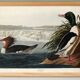 Poster about the Common Merganser, based on an old engraving from 1827.