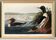 Affiche sur le Harle huppé, d’après une gravure ancienne de 1827.