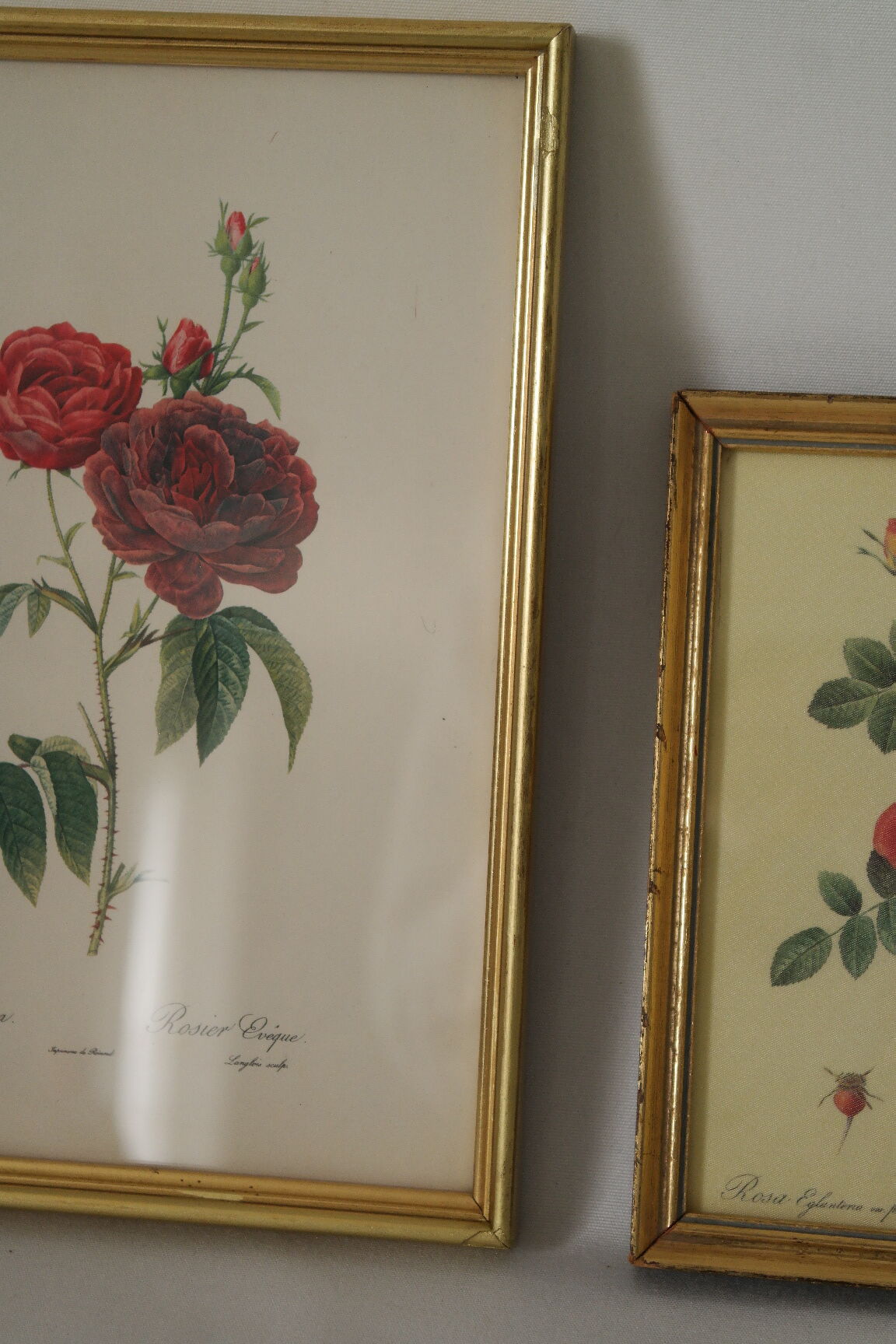 lithographies de botanique roses vintage