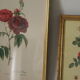 lithographies de botanique roses vintage