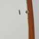 Large Scandinavian teak free-form mirror 1960