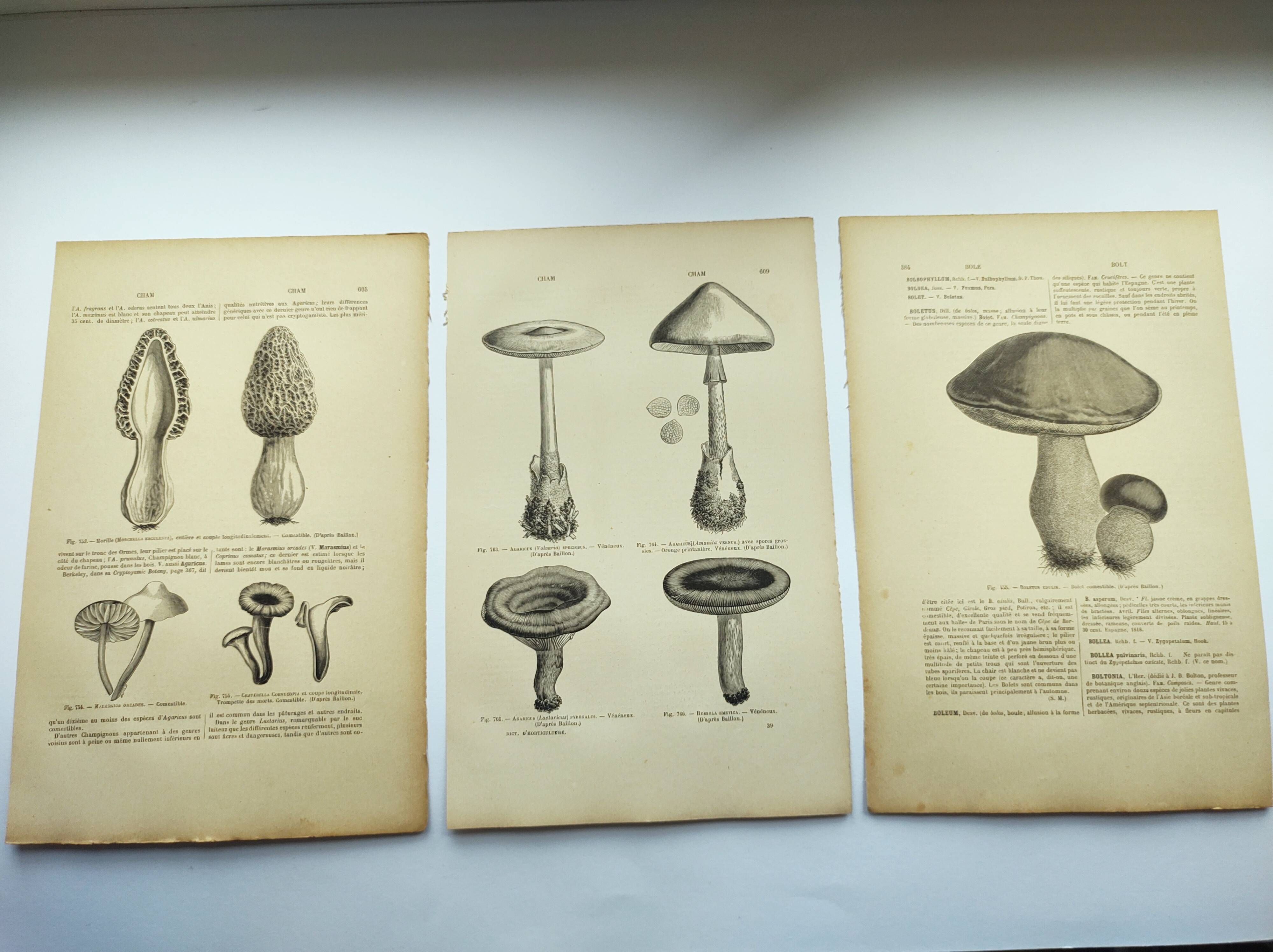 Botanical engravings from 1897 - 3 Mushroom Plates - Old original plates including Cep