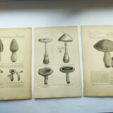 Gravures botaniques de 1897 - 3 Planches Champignons - Planches originales ancienne dont Cèpe