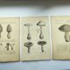 Botanical engravings from 1897 - 3 Mushroom Plates - Old original plates including Cep