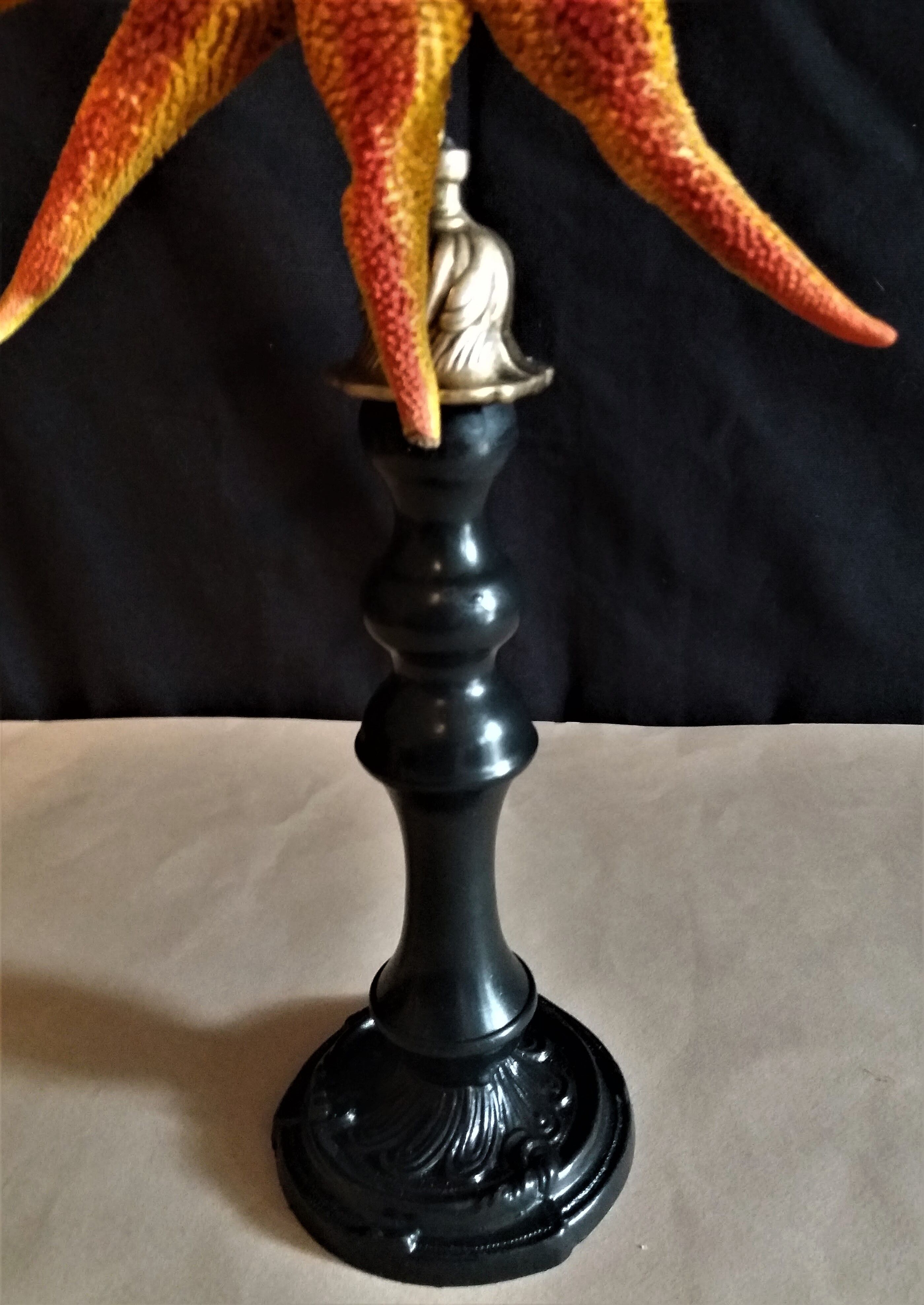 Starfish solaster dawsoni