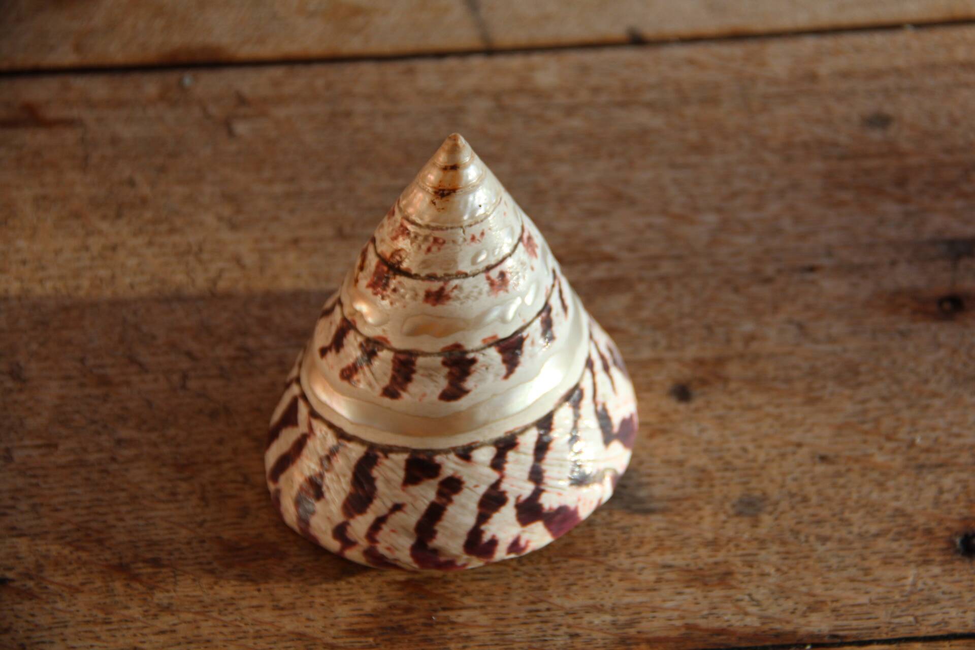 Trochus shell
