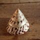 Trochus shell