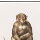 Small poster about the monkey, after an old engraving from 1610.