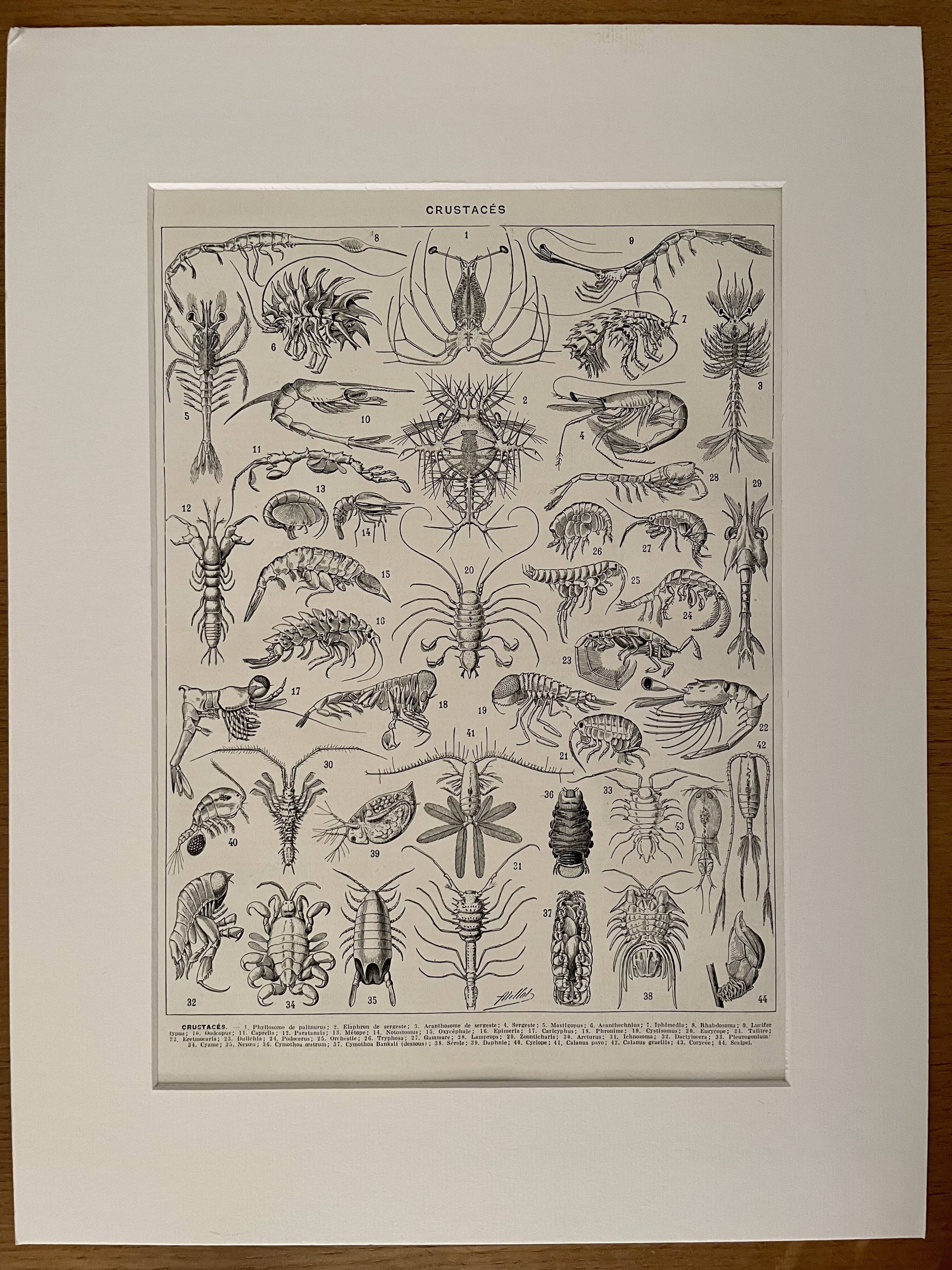 Lithograph on crustaceans - 1930