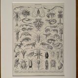Lithograph on crustaceans - 1930