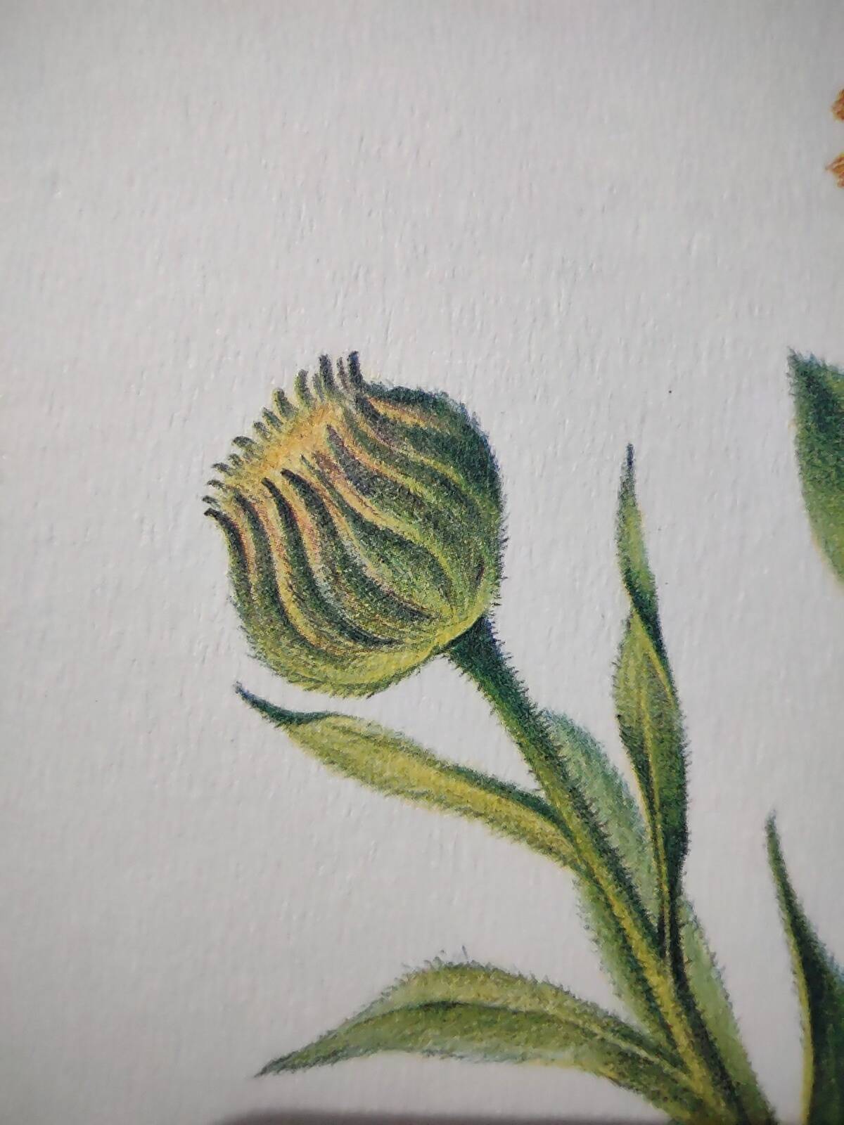 Botanical board -Garden Marigold- Pastel illustration of medicinal plants and flowers
