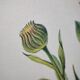 Botanical board -Garden Marigold- Pastel illustration of medicinal plants and flowers