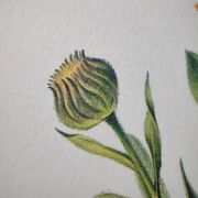 Botanical board -Garden Marigold- Pastel illustration of medicinal plants and flowers