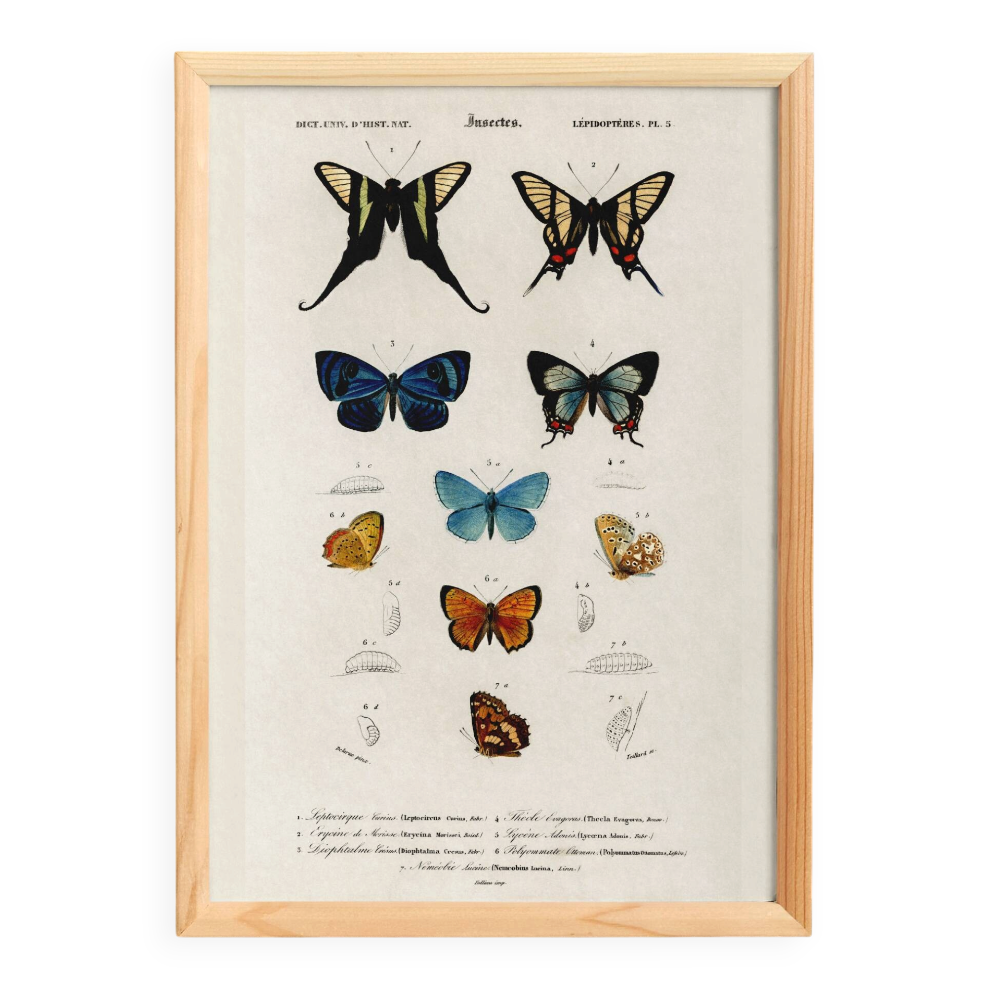 Poster on colourful butterflies, based on an old engraving from 1849.