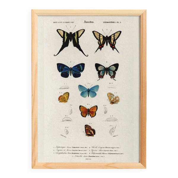 Affiche sur les papillons colorés, d’après une gravure ancienne de 1849