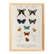Poster on colourful butterflies, based on an old engraving from 1849.