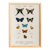 Poster on colourful butterflies, based on an old engraving from 1849.