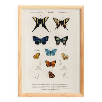 Poster on colourful butterflies, based on an old engraving from 1849.
