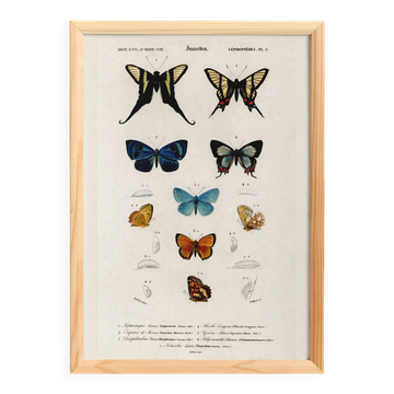 Poster on colourful butterflies, based on an old engraving from 1849.