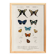 Poster on colourful butterflies, based on an old engraving from 1849.