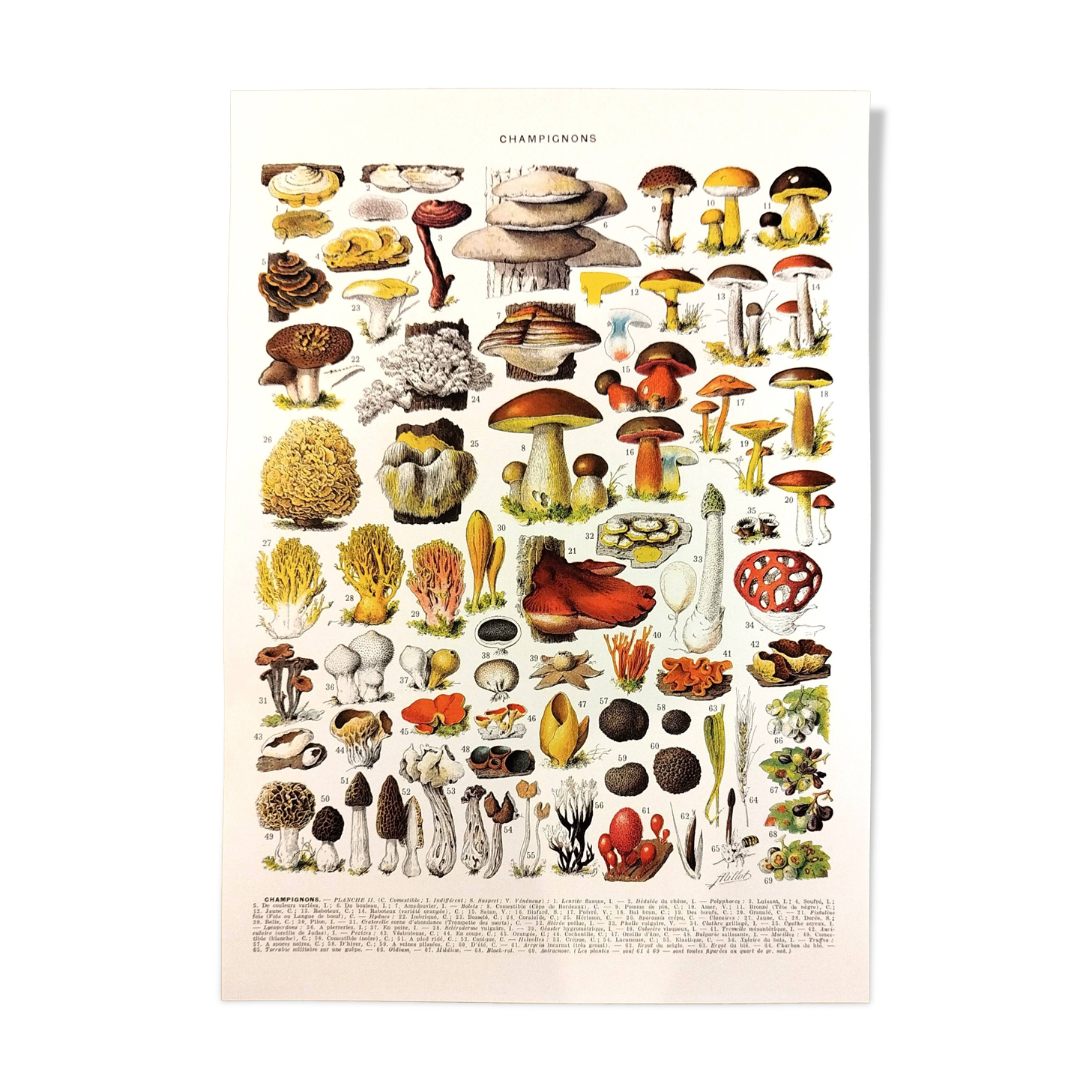 Poster on mushrooms "ceps", from a lithograph from 1928