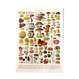 Poster on mushrooms "ceps", from a lithograph from 1928
