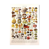 Poster on mushrooms "ceps", from a lithograph from 1928
