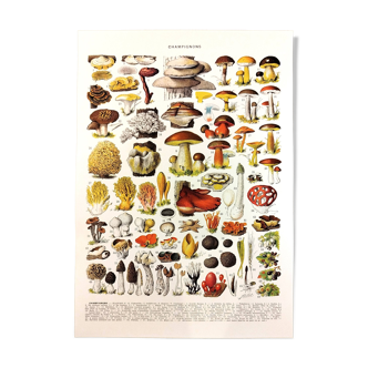 Poster on mushrooms "ceps", from a lithograph from 1928