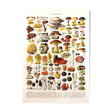 Affiche sur les champignons "cèpes", d'après une lithographie de 1928