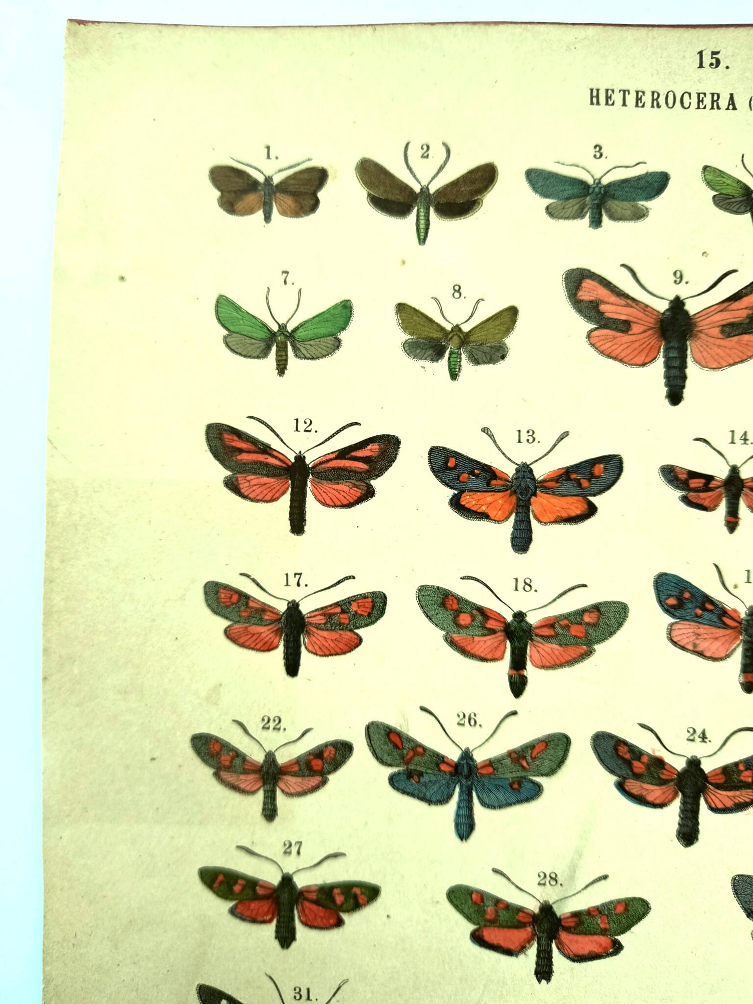 Antique lithograph of Butterflies - Engraving from 1887 - Janfausta insect