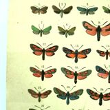 Lithographie ancienne de Papillons - Gravure de 1887 - Janfausta insecte