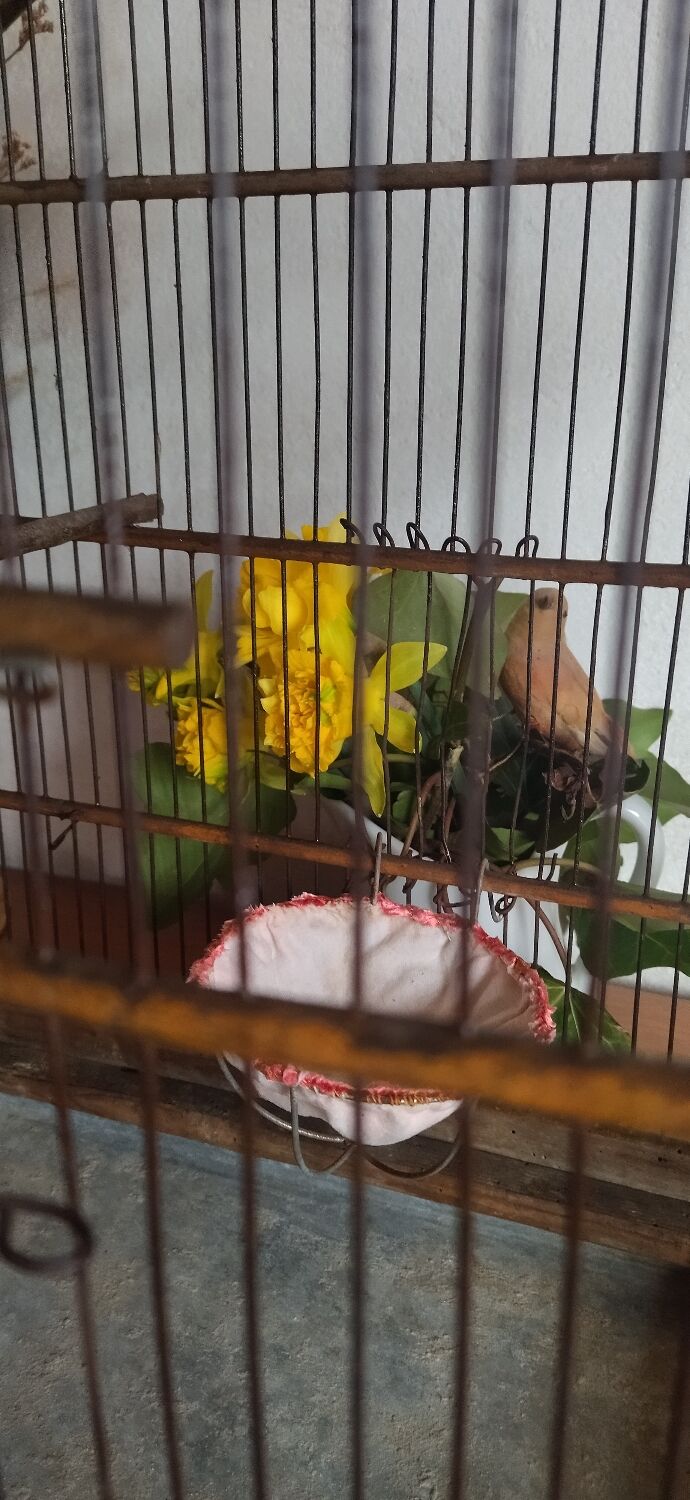 Cage ancienne