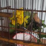 Old cage