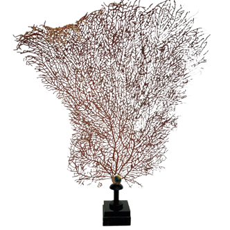 Gorgone rouge naturelle sur socle cabinet de curiosités corail éventail
