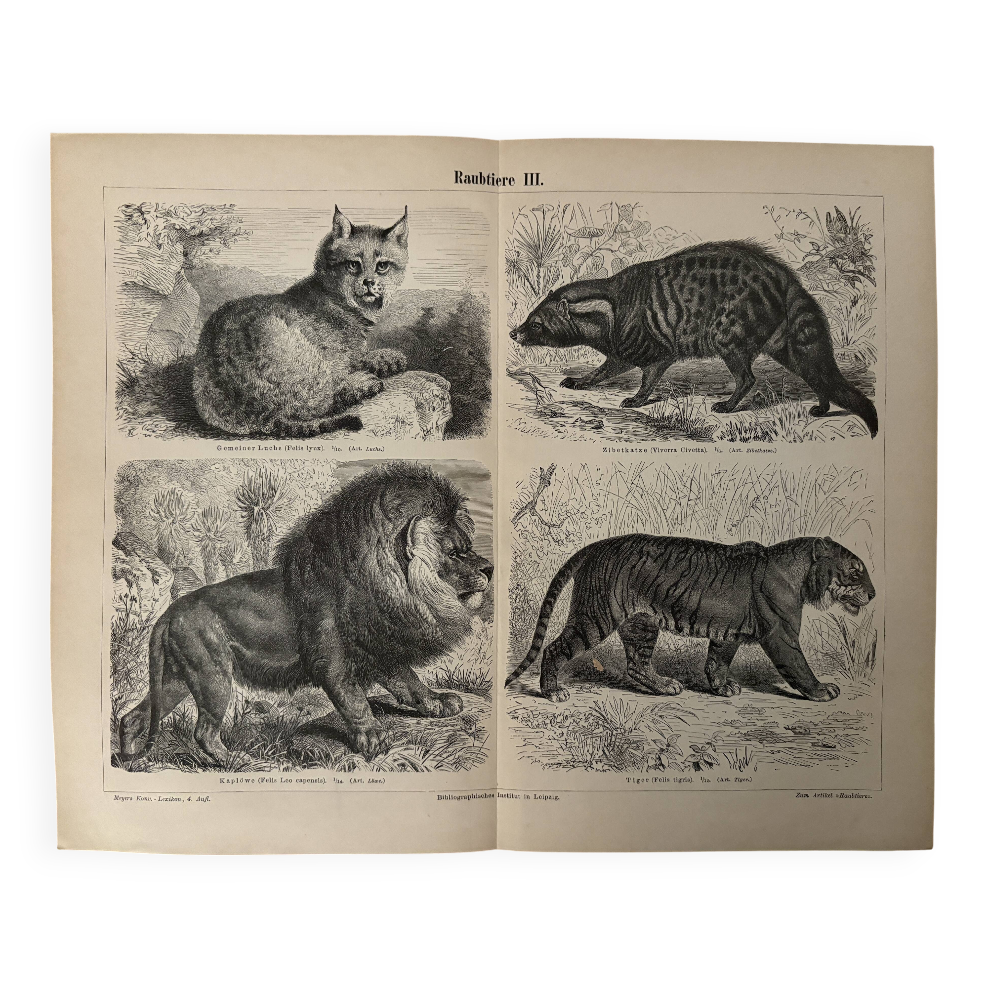 Vintage engraving of felines (lion, tiger, lynx) – 1890
