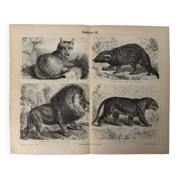 Gravure vintage sur les félins (lion, tigre, lynx) – 1890 — Beyit