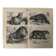 Vintage engraving of felines (lion, tiger, lynx) – 1890