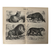 Vintage engraving of felines (lion, tiger, lynx) – 1890