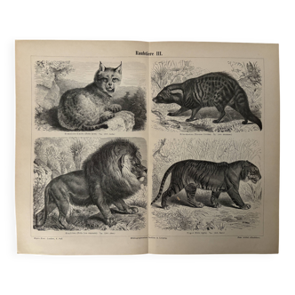 Gravure vintage sur les félins (lion, tigre, lynx) – 1890