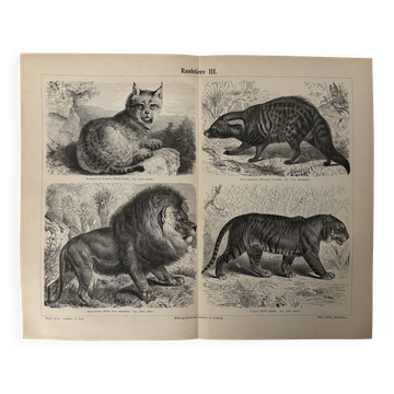 Vintage engraving of felines (lion, tiger, lynx) – 1890