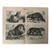 Vintage engraving of felines (lion, tiger, lynx) – 1890