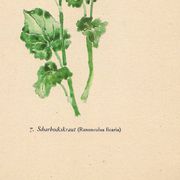 Illustration ancienne 1948 - Ficaire par Strache - Planche fleur vintage