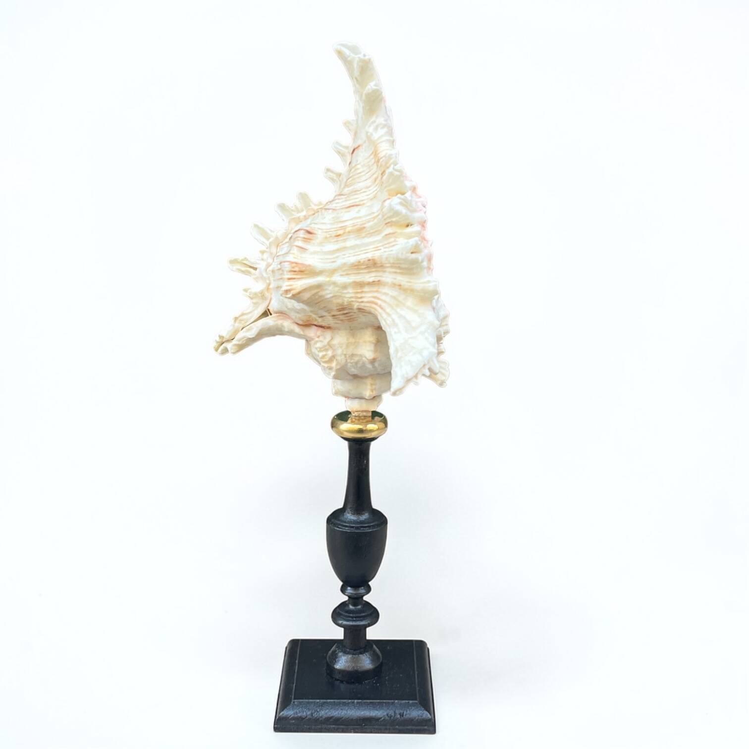 Murex shell on a turned blackened wooden base, 19th century.