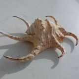 Shellfish Lambis or Strombes