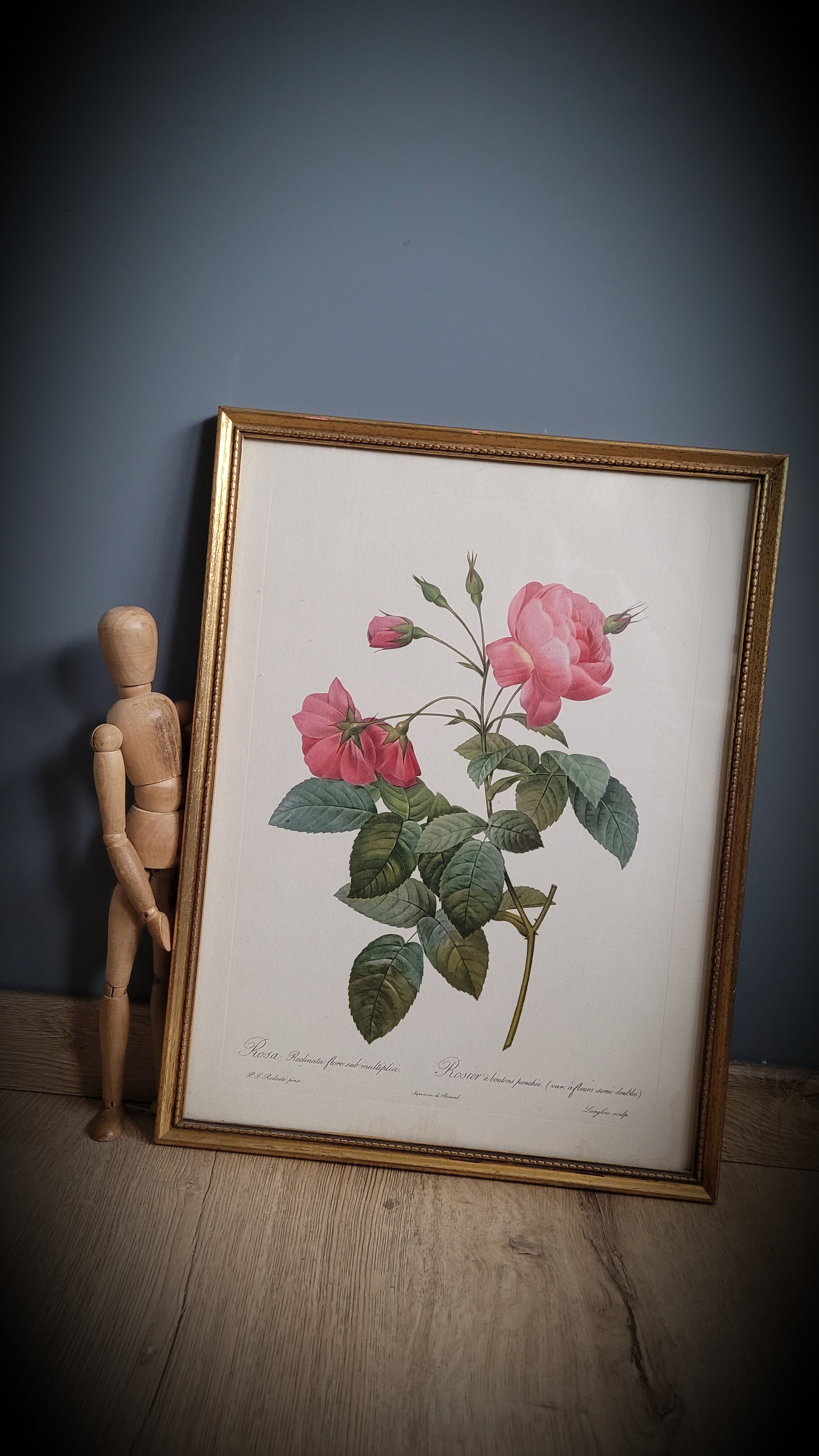 Lithograph frame rose semi double leaning buttons 43