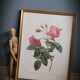 Lithograph frame rose semi double leaning buttons 43
