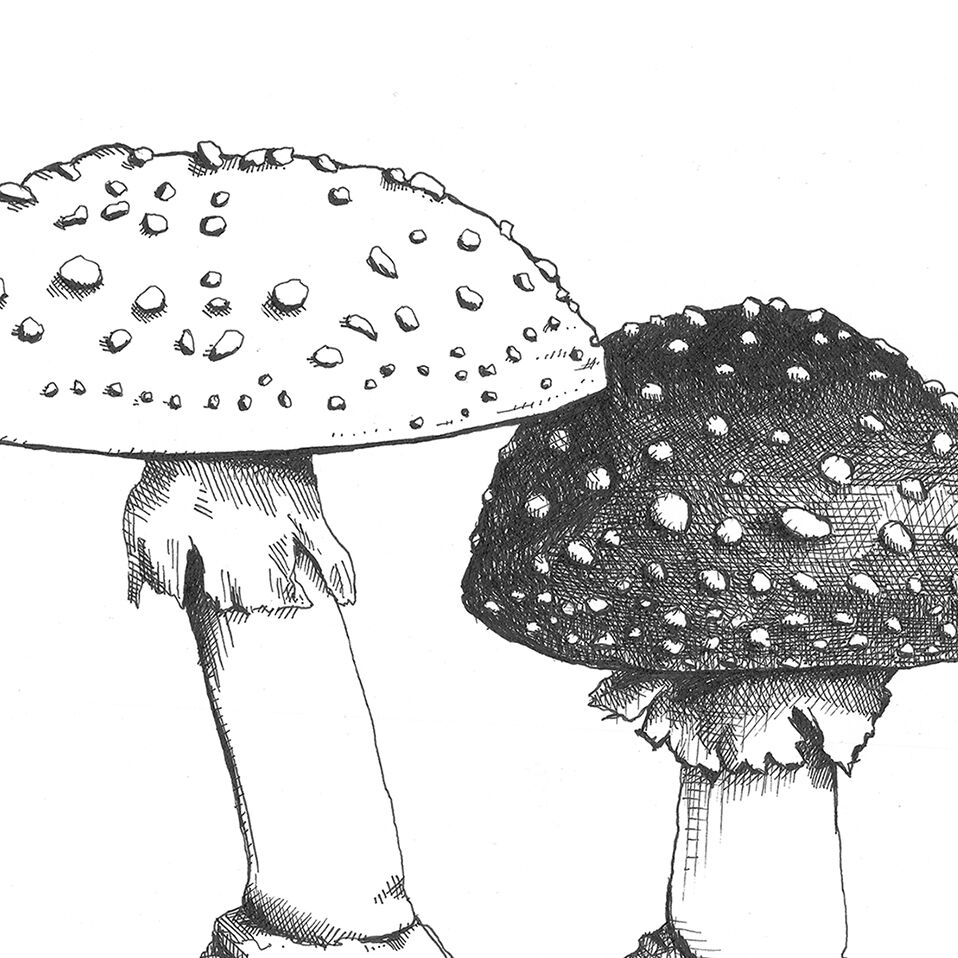 Paintings "The Amanites" - illustration