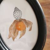 Collage shell collection